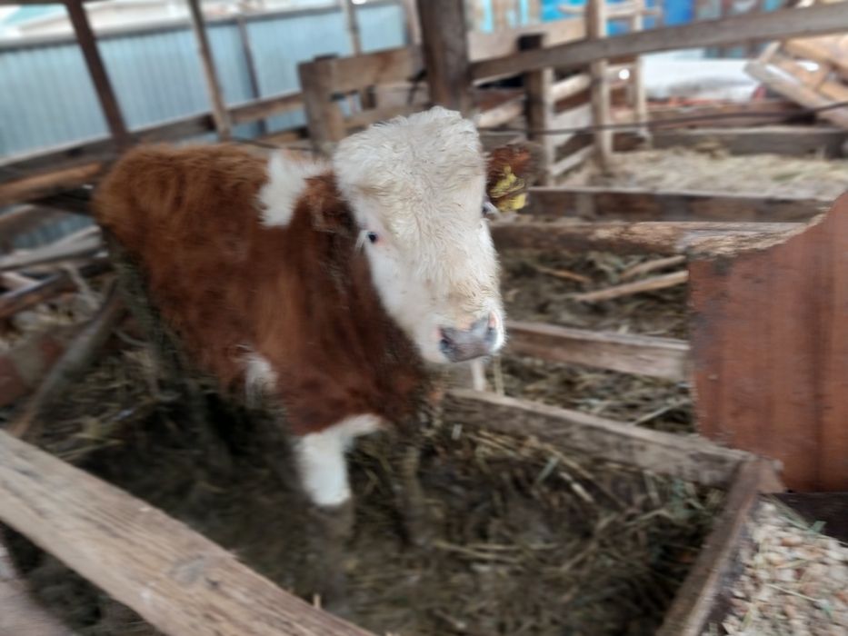 Семіз баспақтар сатылады