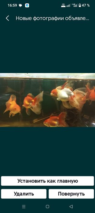 Продам Черно-красную Оранду