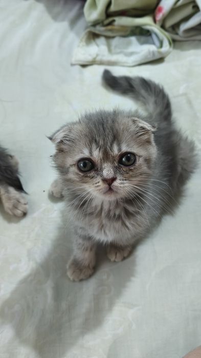 Шотландские котята