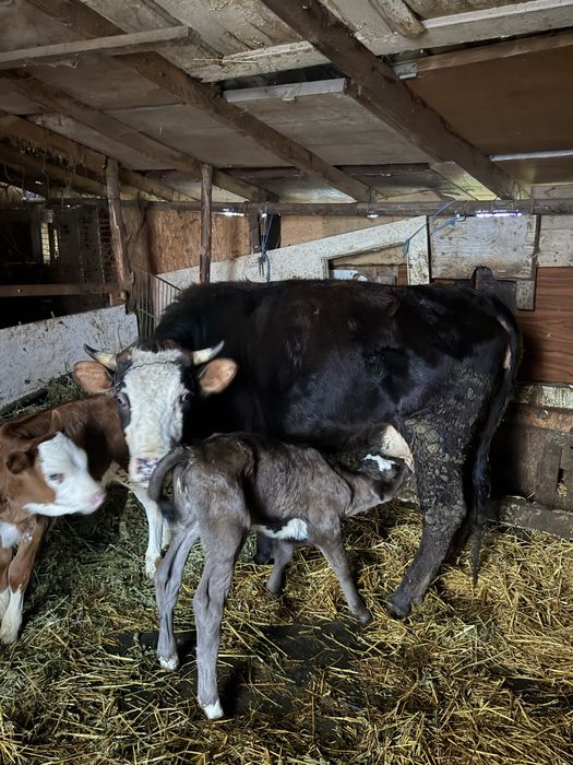 Vaca junica de lapte super blanda