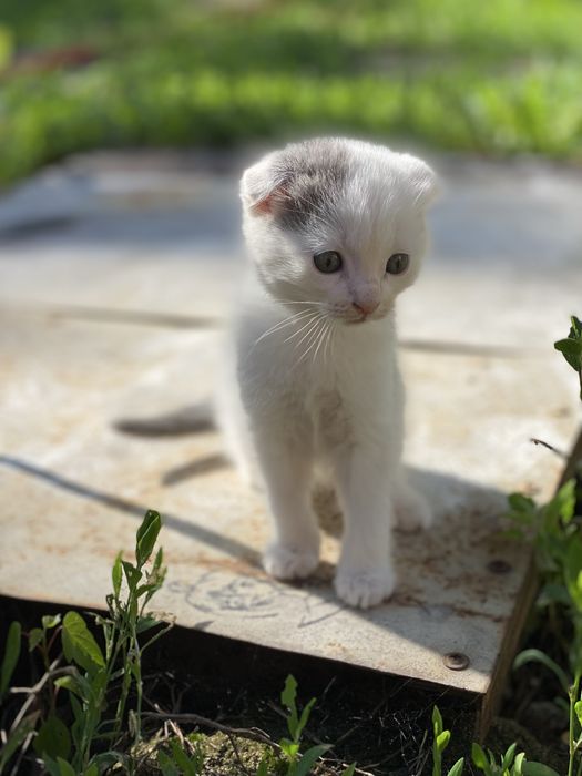Вислоухие котята