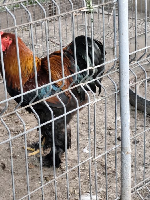Vând păsări și puii de rasă Brahma