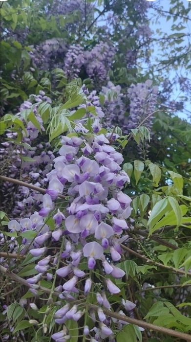 Glicina în ghiveci, wisteria mov - producător plante ornamentale