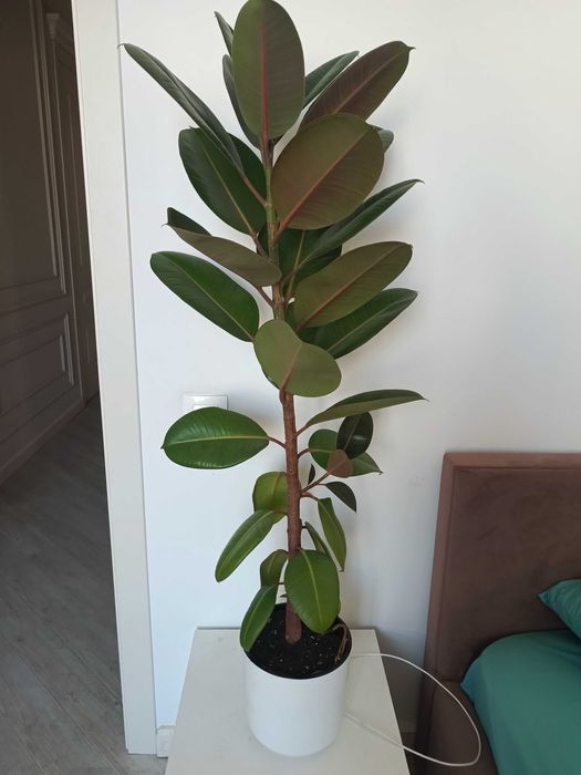 Фикус Робуста 1 шт.