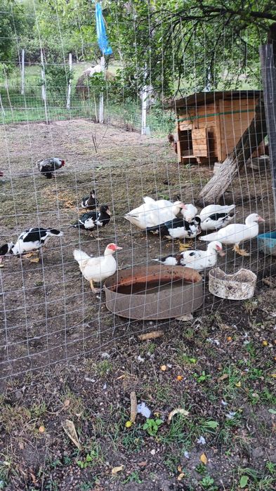 De vânzare, rațe leșești