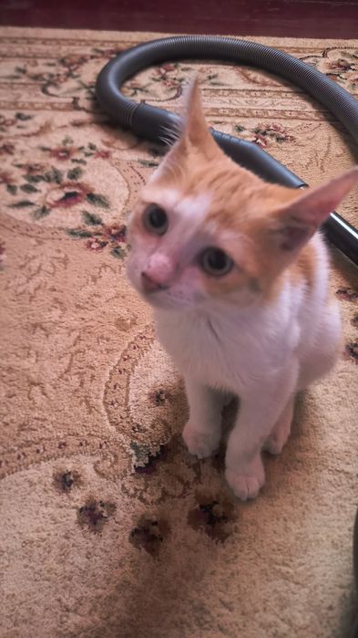 Отдам котенка ,огонек