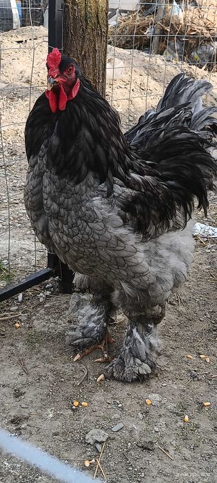 Ouă incubat Brahma HD și Albastru