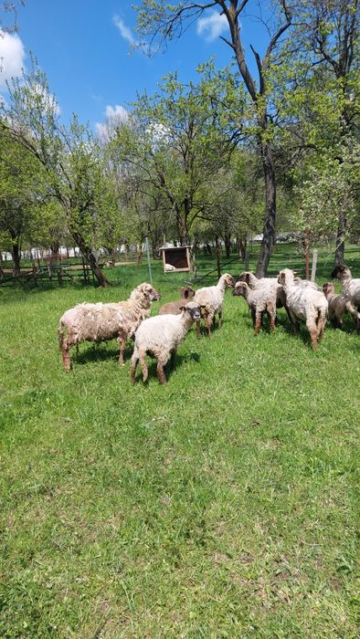 Oi și miei pentru tăiat