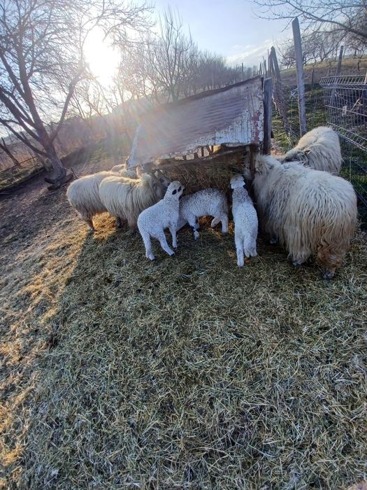 Oi cu miei de vânzare