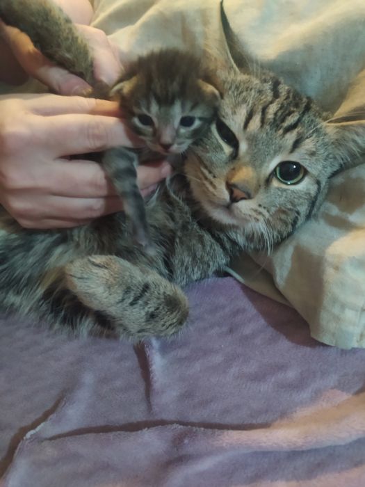 Отдам котят  в хорошим руки