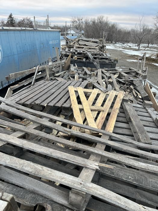 Падон ағаштары сатылады