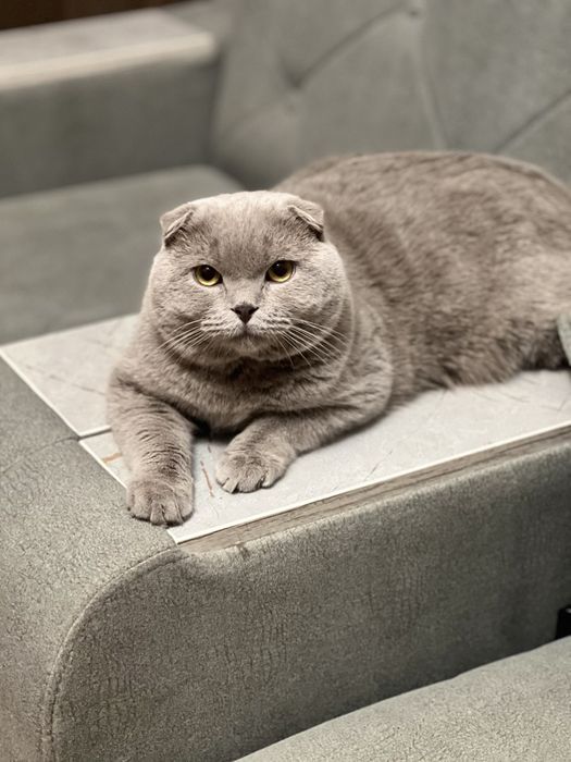 Выставляется котик на вязку