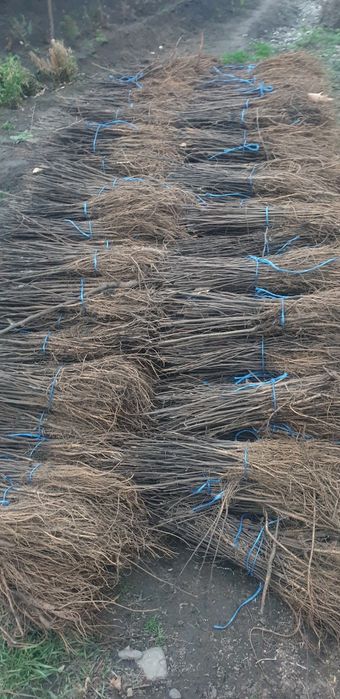 Puieți salcâm  60 bani