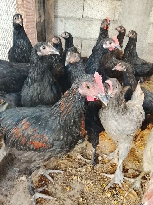 Horozlar 3 oylik