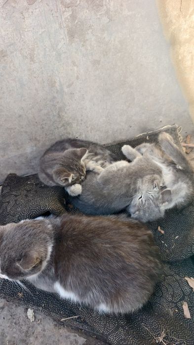 Отдам котят в хорошие руки