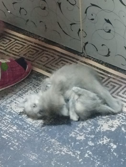 Отдам даром котят две девочки