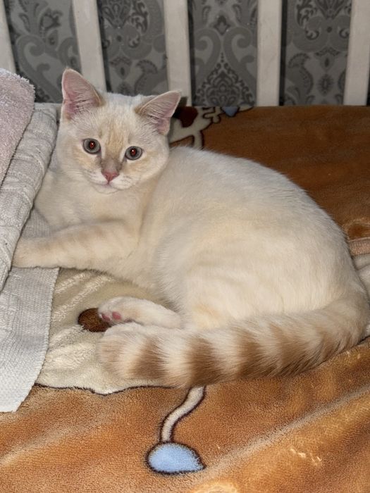 Вязка кот белый скоттиш страйт