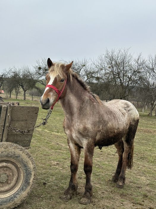 Vand. Manz sau schimb