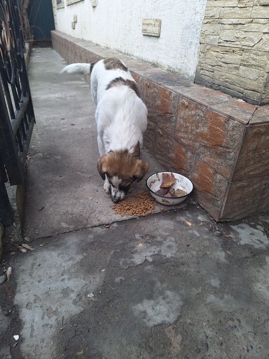 Отдам в хорошие руки