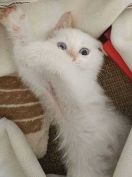 Котенок умный и ласковый