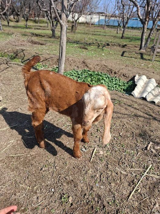 Битал лақ сатылады