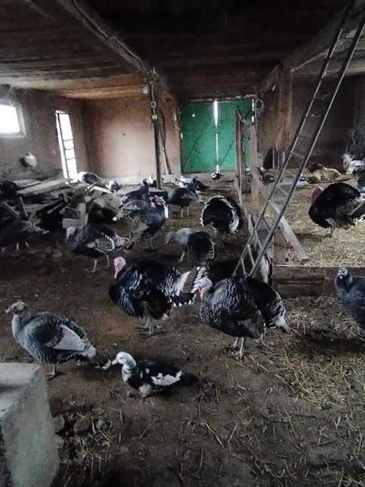Продается Индюки