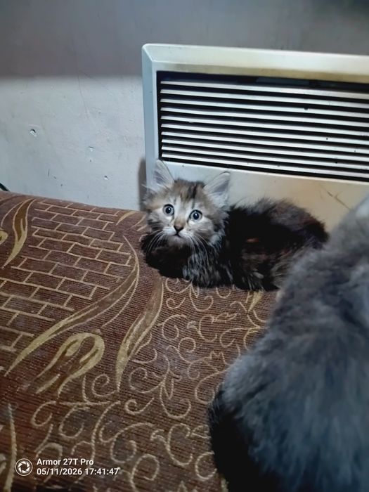 Отдам котят. Крысоловы