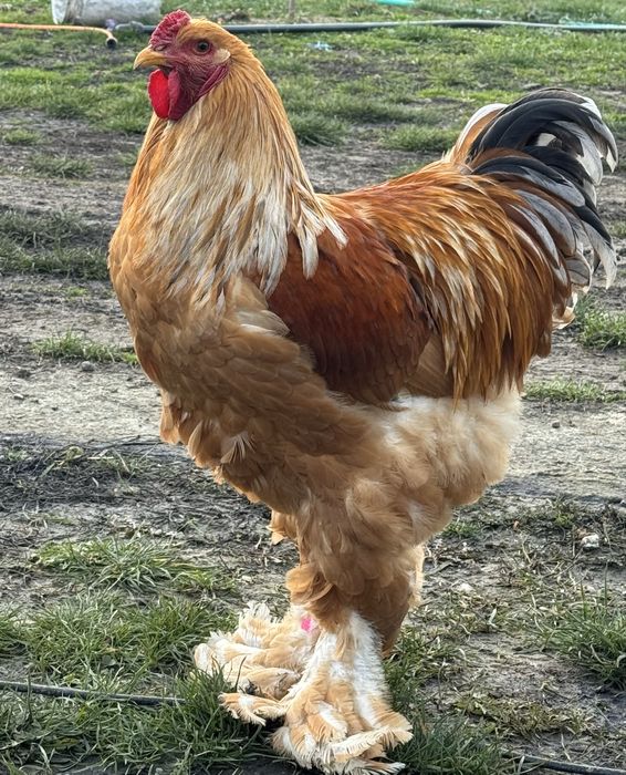 Cocoși Brahma Lemon 2025 rasă pură