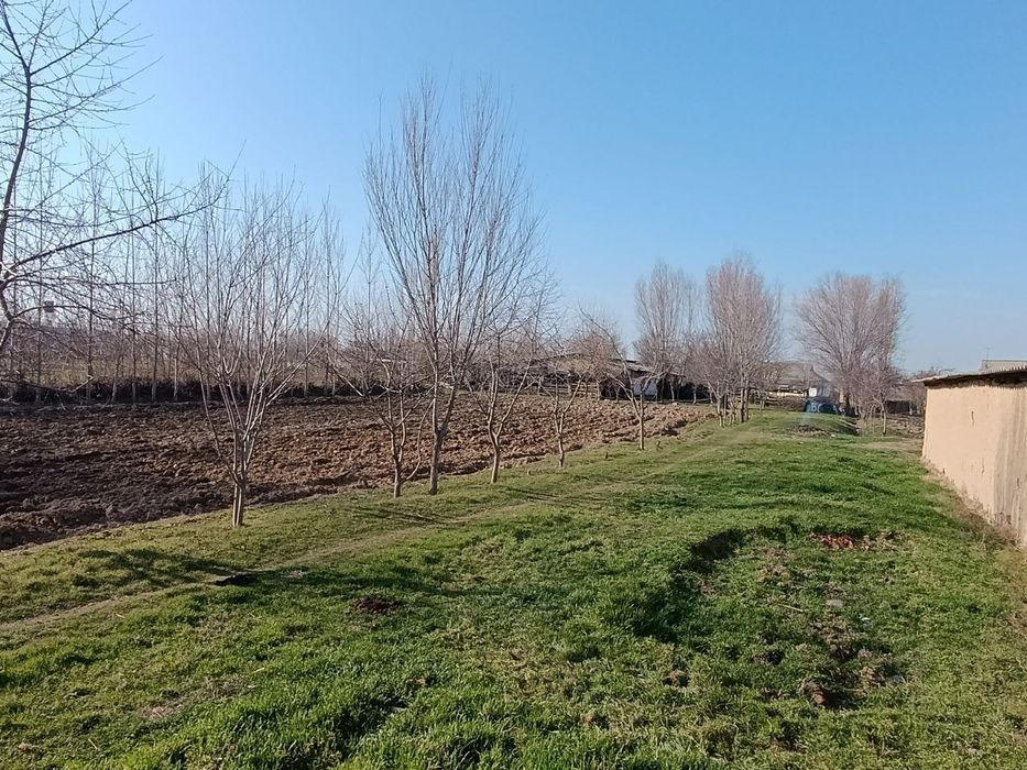 Molxona sotiladi - Sirdaryo viloyati Sayxunobod tumani