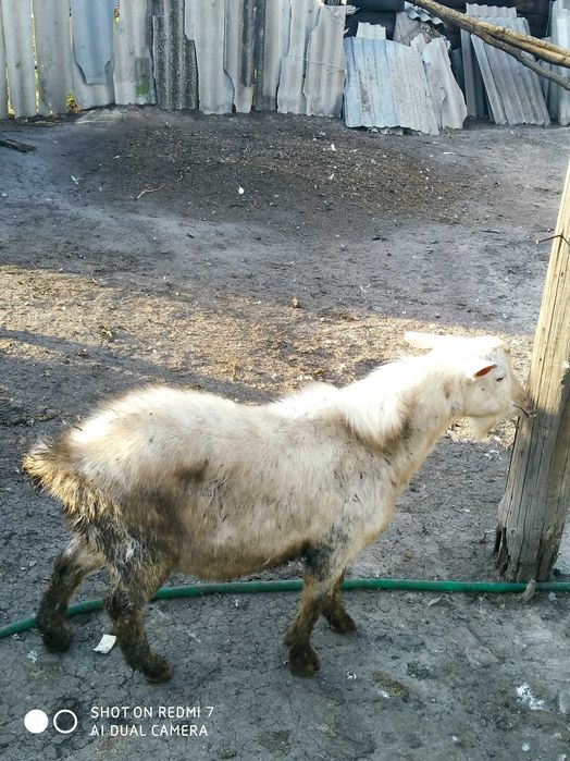 Продам двух козлов