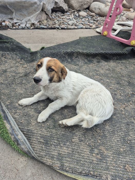 Отдам собаку в хорошие руки