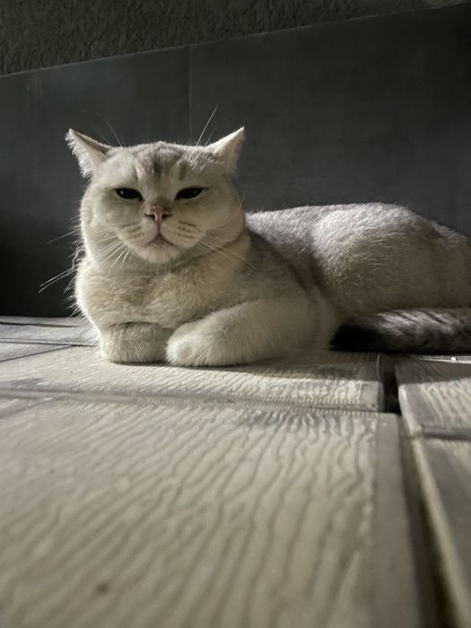 Shinshila 1yosh 1 oyli