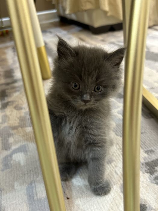 продаются скотш фолжы