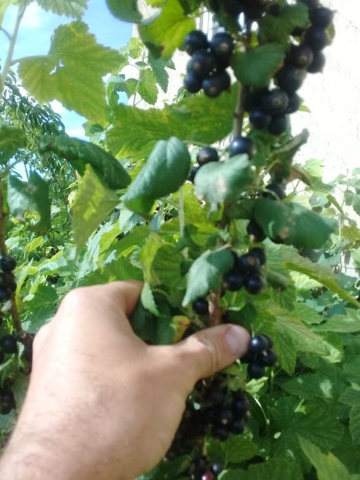 Продам саженцы чёрной смородины