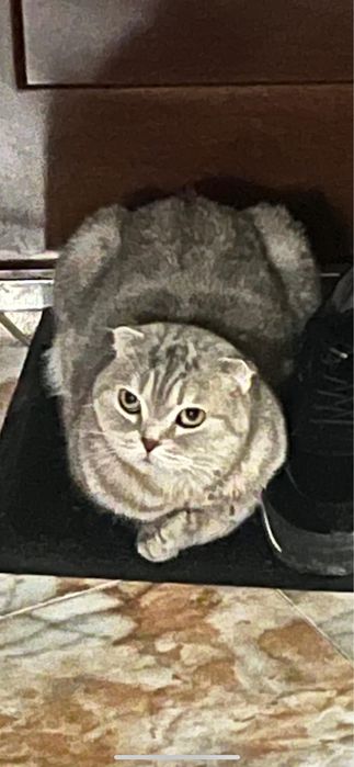 Шотландская кошка продаётся