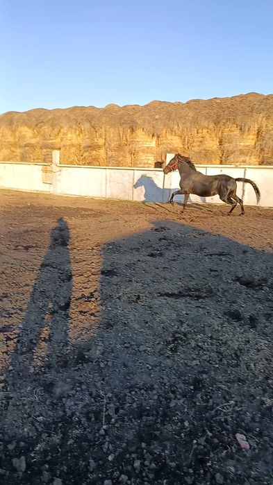 Продам американский жеребец