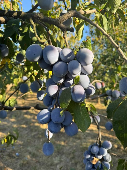 Prune de vanzare