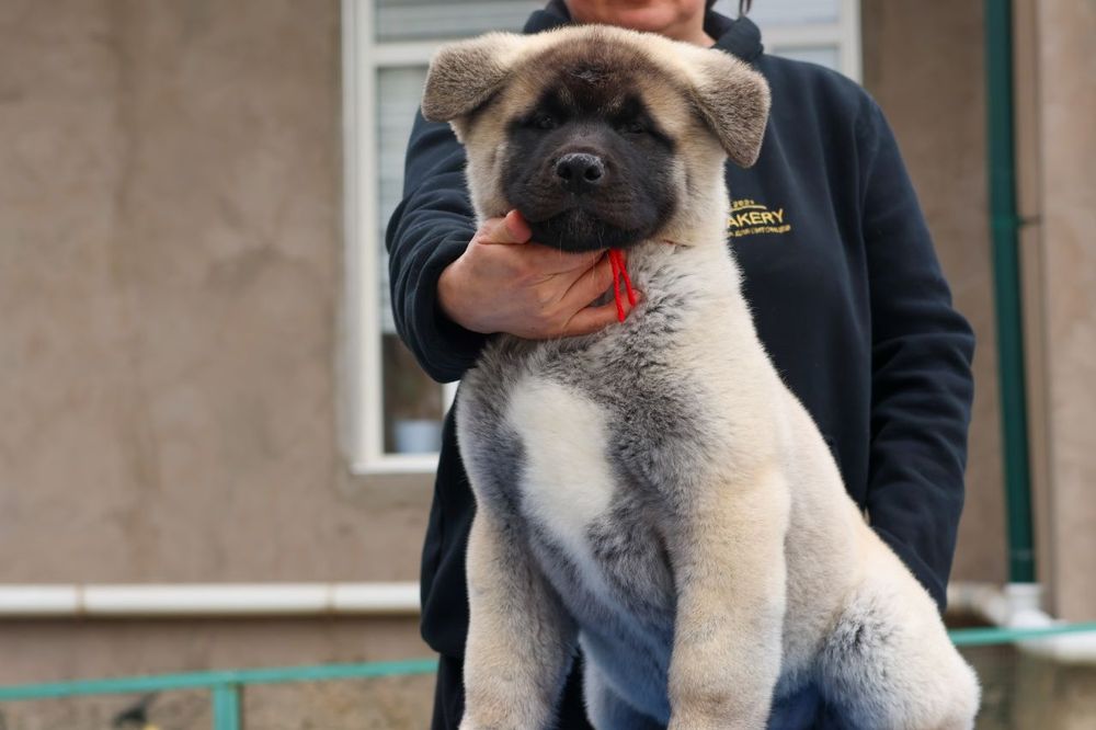 Щенки американской акиты