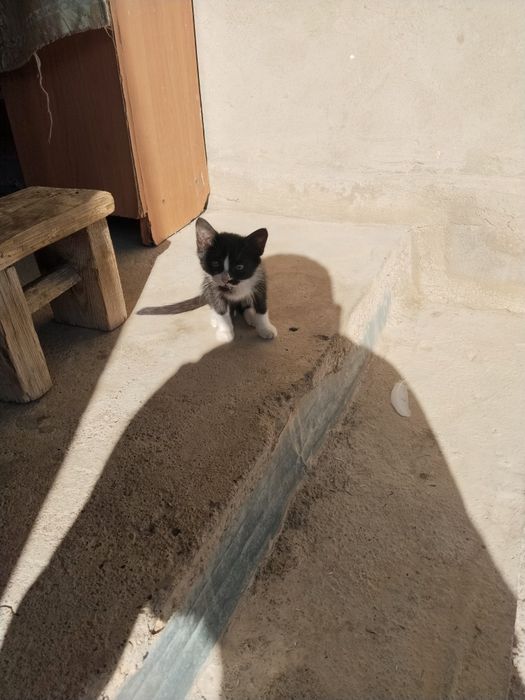 Кошки малчик 3 шиук