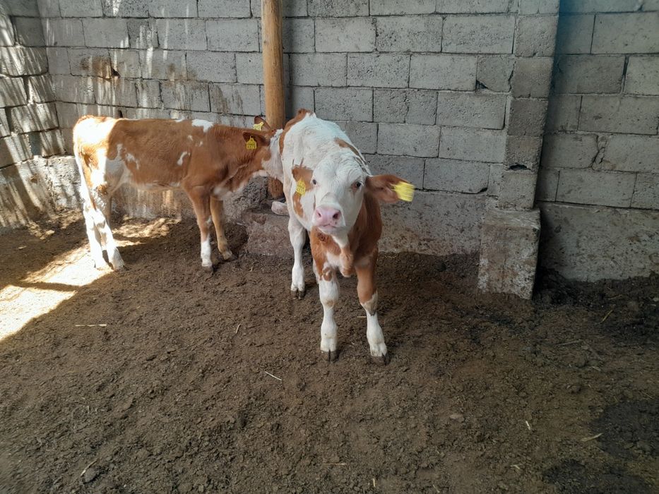 Simmental buqalar