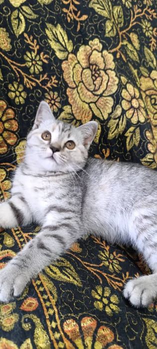 Котята породистые