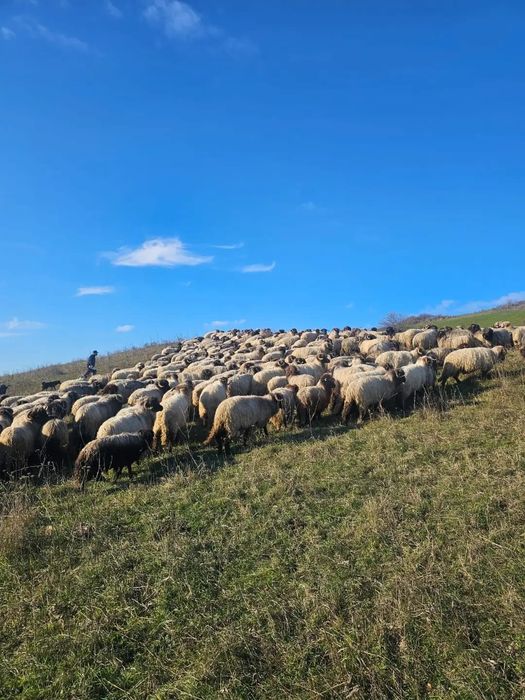 Vând 170 de oi bucalai