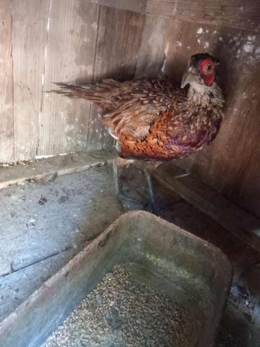 Fazan comun maturi.Reproducatori.oua fazan comun