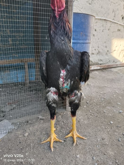 Dakan xuroz sotiladi 5.400kg