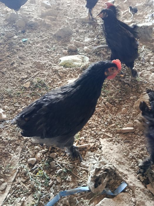 Jojala 3 oylik sog'lom