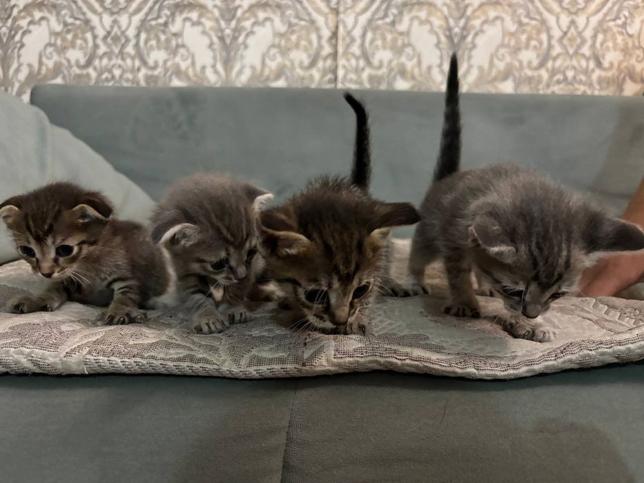 Отдам котят в добрые руки