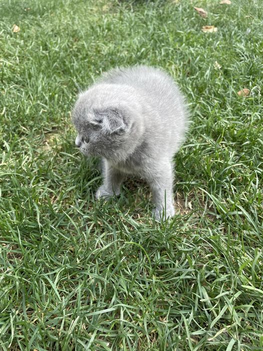 Mushuk Scottish Fold
