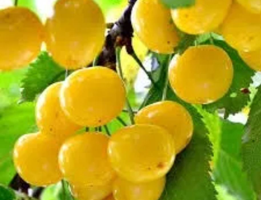 Cires Amar Imperial Galben