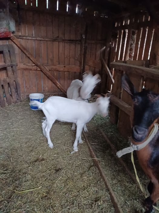 Vand cele 2 capre fara ieduta