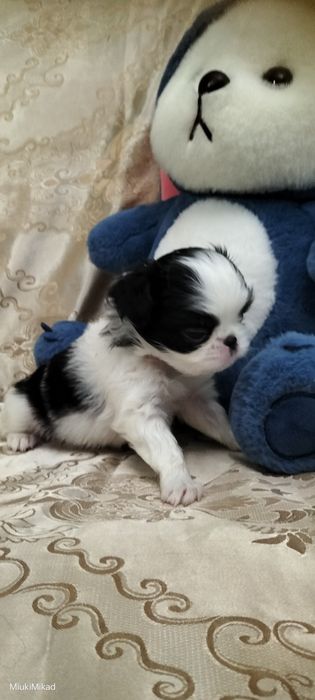 Щенки японского хина